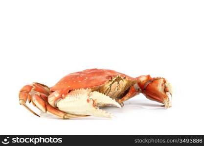 dungeness crab isolated on white
