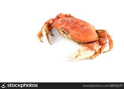 dungeness crab isolated on white