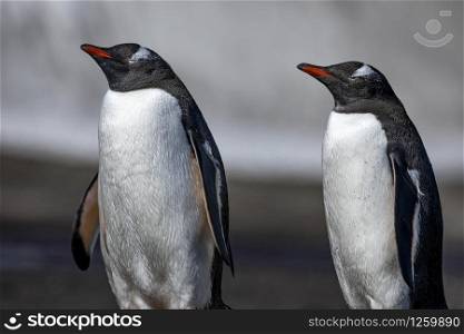 Duo gentoo penguins stand synchronously and rigidly and doze in the warm light of the Antarctic