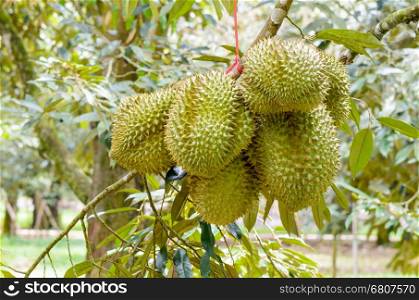 Durian ( Durio zibethinus ) on tree at orchard, King of fruits in Thailand