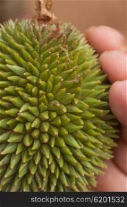 Durian Fruit in Hand