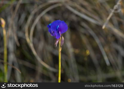 Dusita flower, tropical forest flower plant