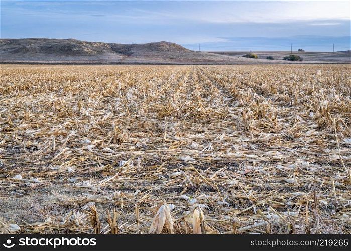 dusk over a corn field after harvest in northern Colorado