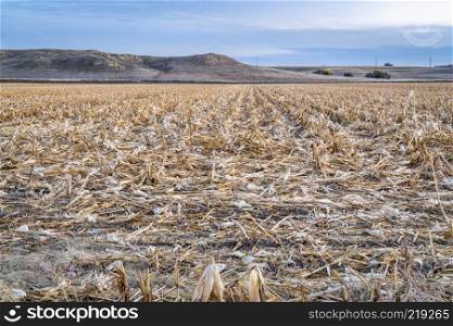 dusk over a corn field after harvest in northern Colorado