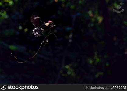 dusky Broadbill flying Kaeng Krachan National Park, Phetchaburi Province, Thailand.. dusky Broadbill