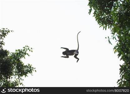 Dusky Langur jumping from the tree in tropical forest