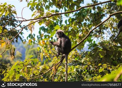 Dusky Langur sitting on tree branch in deep forest