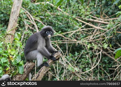 Dusky Langur sitting on tree branch in deep forest