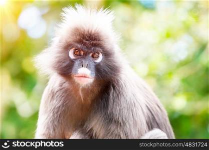 Dusky Leaf Monkey, close up portrait of a monkey face in a tropical forest, wildlife safari travel, Monkeyland, South Africa&#xA;