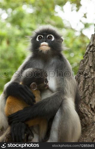 dusky leaf monkey mother and baby on tree branch