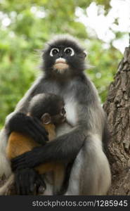 dusky leaf monkey mother and baby on tree branch