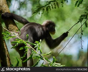 Dusky leaf monkey (Trachypithecus obscurus) on tree at Thailand Kaeng Krachan National Park, Thailand
