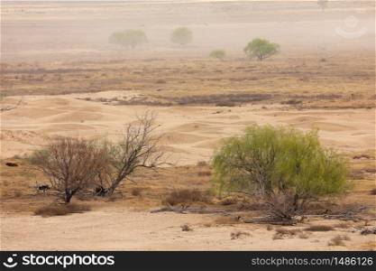 Dust storm with windblown trees on a barren sandy plain, South Africa