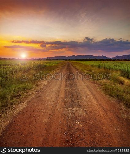 dusty road run into sunflowers field and sun set sky background