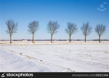 Dutch agricultural landscape with country road and trees covered by white snow. Dutch agricultural landscape with countryroad and trees covered by snow