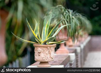 Dutch baroque garden of The Loo Palace , a former royal palace and now a national museum located in the outskirts of Apeldoorn in the Netherlands. Close-up Aloe Vera Plant, outdoor potten