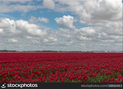 Dutch bulb field with red tulips and a cloudy sky