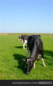 Dutch cows on field