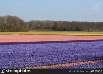 Dutch floral industry, fields with hyacints