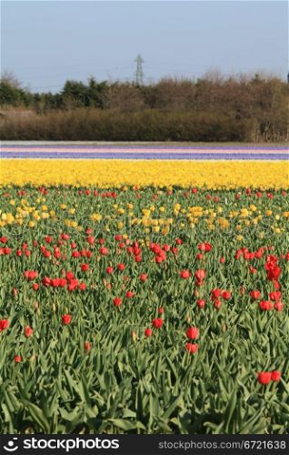 Dutch floral industry, fields with tulips