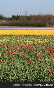 Dutch floral industry, fields with tulips