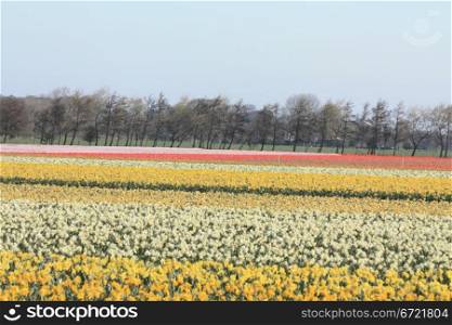 Dutch floral industry, fields with yellow daffodils
