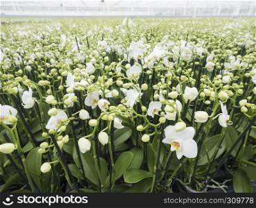 dutch greenhouse full of white orchids in the netherlands near zaltbommel in province of noord brabant
