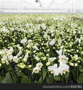 dutch greenhouse full of white orchids in the netherlands near zaltbommel in province of noord brabant