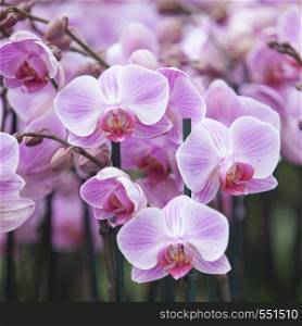 dutch greenhouse with mass cultivation of pink orchids in the netherlands