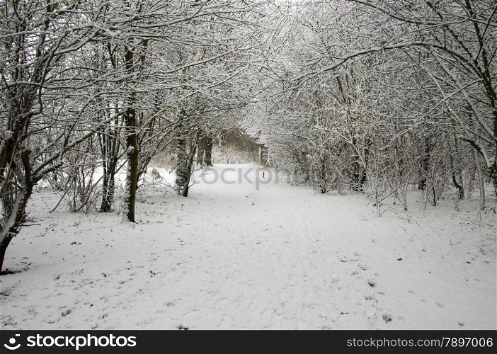dutch landscape in the snow