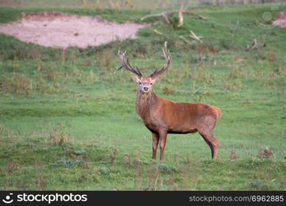 Dutch national park Oostvaardersplassen with male deer in mating season. National Park Oostvaardersplassen with deer in mating season