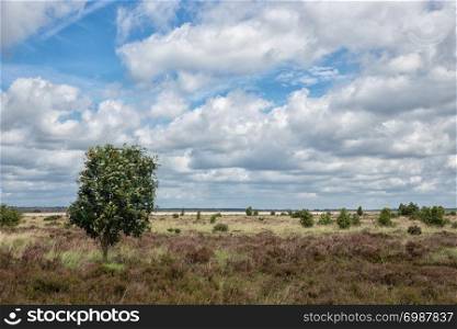 Dutch National park with heath, one single tree and a beautiful cloudy sky. Dutch National park with heath, one tree and cloudy sky