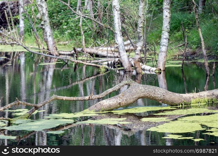 Dutch national park with swamp and fallen tree in the water. Dutch national park with swamp and fallen tree in water