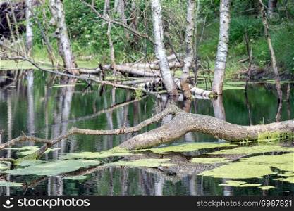 Dutch national park with swamp and fallen tree in the water. Dutch national park with swamp and fallen tree in water