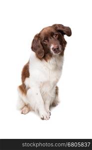 Dutch partrige dog, Drentse patrijs hond, in front of a white background