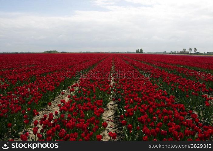 dutch red tulip fields
