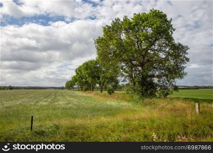 Dutch rural landscape with grass fields and colonnade of trees and beautiful cloudy sky. Dutch rural landscape with grass fields and arcade of trees