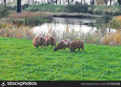 Dutch sheep of morning near the lake. Netherlands