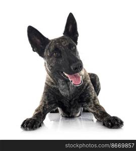 Dutch Shepherd in front of white background