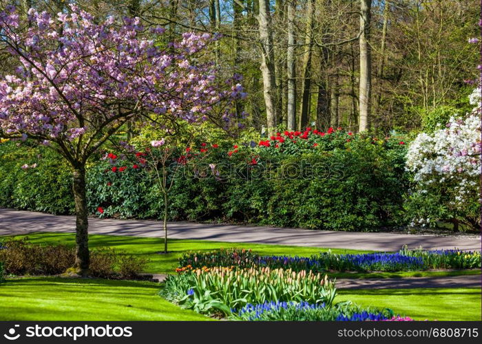 Dutch spring garden Keukenhof (Lisse, Netherlands) park of flowers and tulips