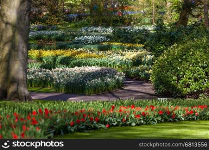 Dutch spring garden Keukenhof (Lisse, Netherlands) park of flowers and tulips