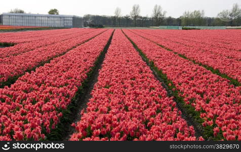 dutch tulip field with red flowers