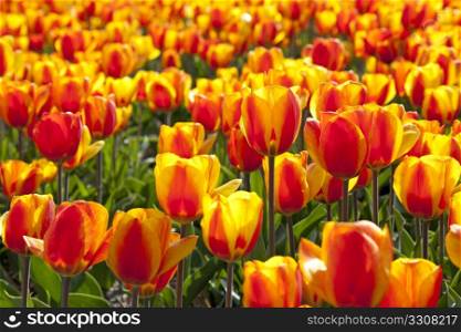 Dutch Tulip fields in springtime