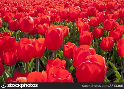 Dutch Tulip fields in springtime