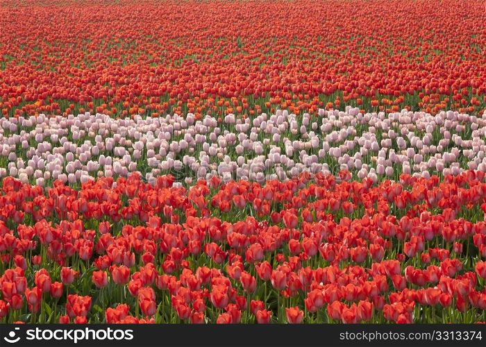 Dutch Tulip fields in springtime