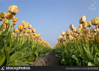 Dutch Tulip fields in springtime seen from a low angle