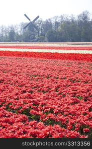 Dutch Tulip fields in springtime with a windmill in the background