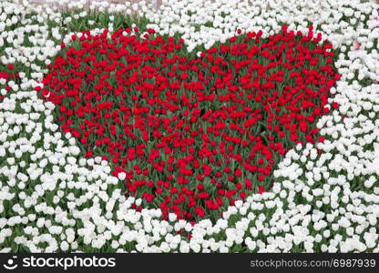 Dutch tulip garden with red tulips in the shape of a heart surrounded by white tulips. Tulip garden with red tulips in shape of a heart