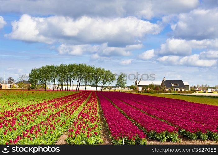 Dutch Tulips in the Field Ready for Harvest