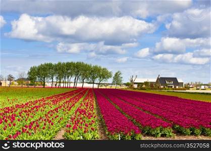 Dutch Tulips in the Field Ready for Harvest